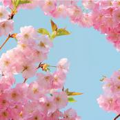 Cherry Blossom Open Stock 12x12 Craft Paper